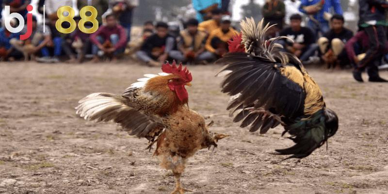 Lưu ý khi tham gia chơi đá gà nên biết